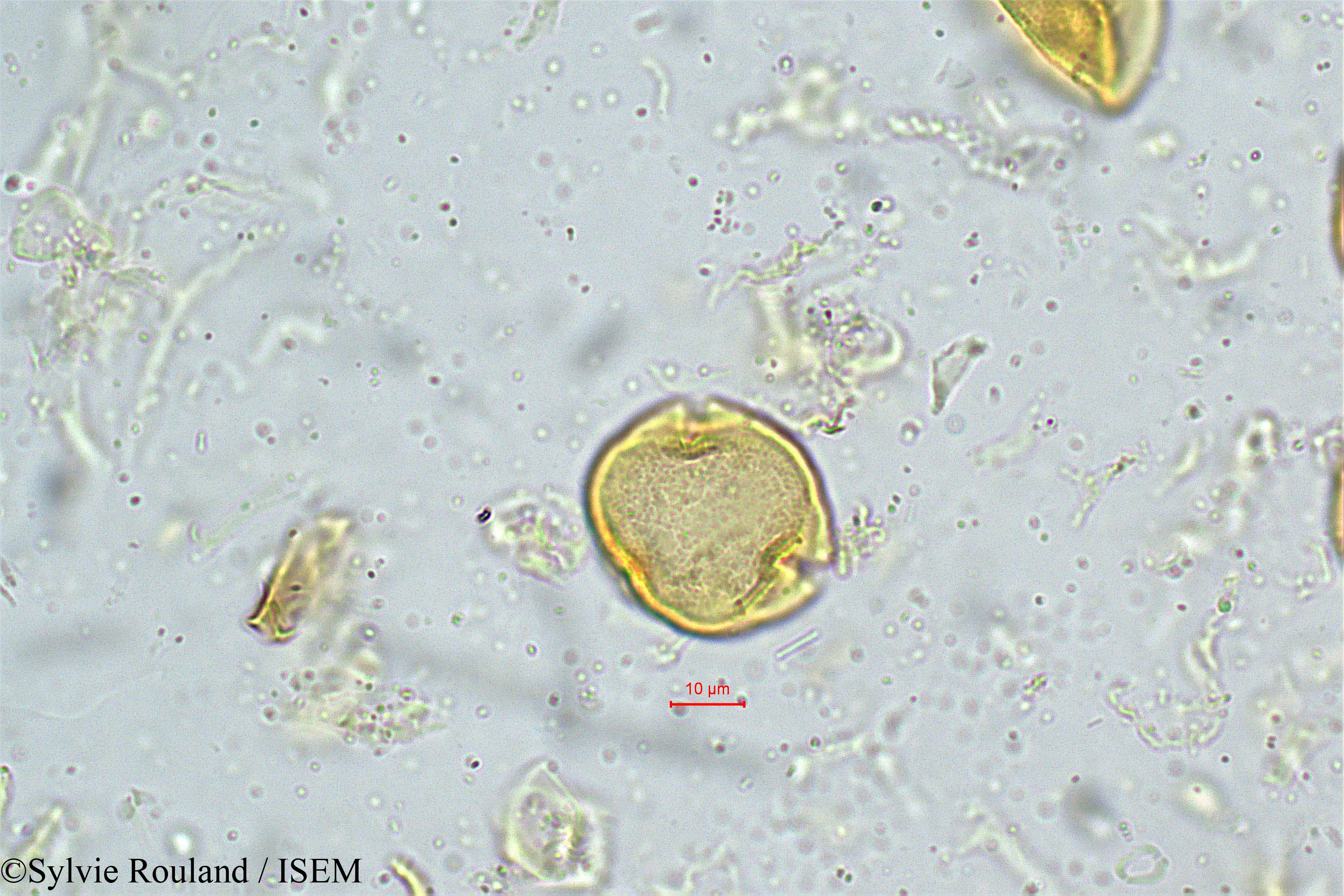 Sylvie.Rouland/Trewia_nudiflora_5025/Trewia_nudiflora_5025_0003(copy).jpg