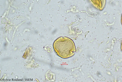 Trewia nudiflora - lame n° 5025