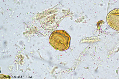 Trewia nudiflora - lame n° 5025