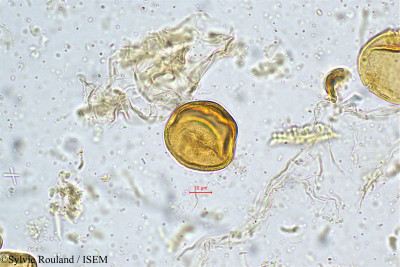 Trewia nudiflora - lame n° 5025