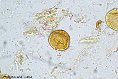 Trewia nudiflora - lame n° 5025
