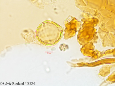 Sylvie.Rouland/Triainolepis_emirnensis_2894/Triainolepis_emirnensis_2894_0001(copy)_thumb.jpg