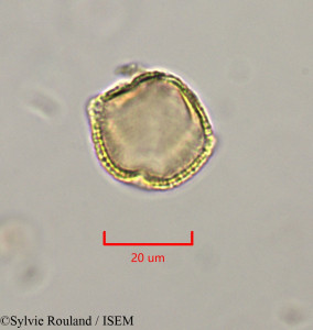 Sylvie.Rouland/Tricalysia_anomala_47324/Tricalysia_anomala_47324_0001(copy)_thumb.jpg