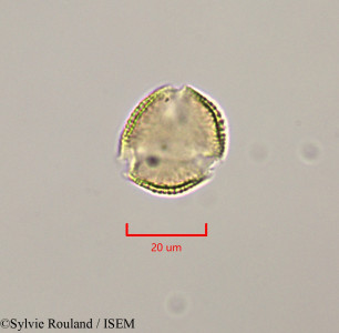Sylvie.Rouland/Tricalysia_discolor_47316/Tricalysia_discolor_47316_0001(copy)_thumb.jpg