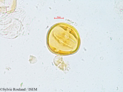 Sylvie.Rouland/Trichilia_emetica_25814/Trichilia_emetica_25814_0001(copy)_thumb.jpg
