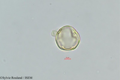 Sylvie.Rouland/Trichodesma_africanum_394/Trichodesma_africanum_394_0001(copy)_thumb.jpg