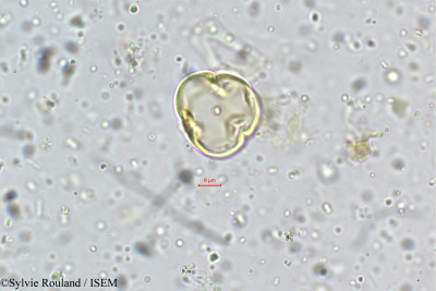Sylvie.Rouland/Trichodesma_indicum_5290/Trichodesma_indicum_5290_0001(copy)_thumb.jpg