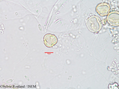 Sylvie.Rouland/Trichodesma_zeylanicum_3086/Trichodesma_zeylanicum_3086_0001(copy)_thumb.jpg