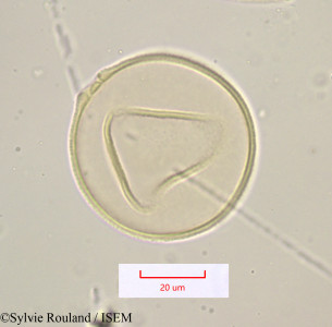 Sylvie.Rouland/Tricholaena_maroccana_1165/Tricholaena_maroccana_1165_0001(copy)_thumb.jpg