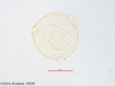 Sylvie.Rouland/Trichosanthes_anguina_3257/Trichosanthes_anguina_3257_0001(copy)_thumb.jpg
