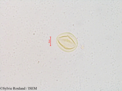 Sylvie.Rouland/Trientalis_borealis_4830/Trientalis_borealis_4830_0001(copy)_thumb.jpg