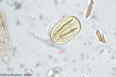 Trifolium angustifolium - lame n° 31219