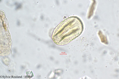 Trifolium angustifolium - lame n° 31219