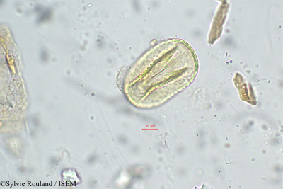 Trifolium angustifolium - lame n° 31219