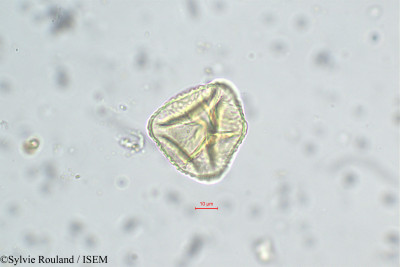 Trifolium angustifolium - lame n° 31219