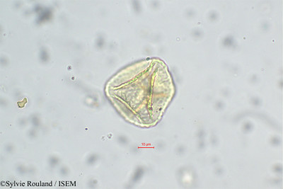 Trifolium angustifolium - lame n° 31219