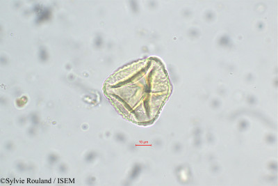 Trifolium angustifolium - lame n° 31219