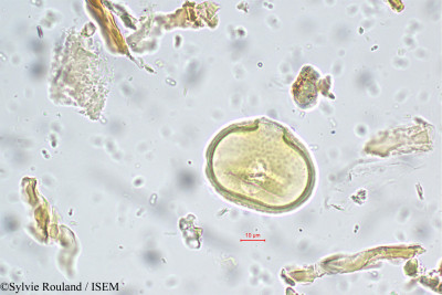 Trifolium dubium - lame n° 5573
