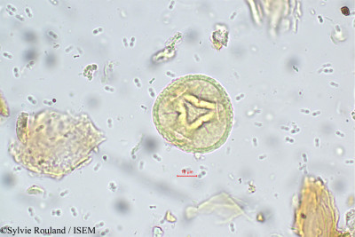 Trifolium dubium - lame n° 5573