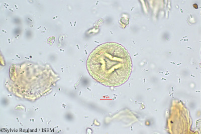 Trifolium dubium - lame n° 5573