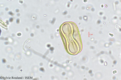 Trifolium repens - lame n° 5731