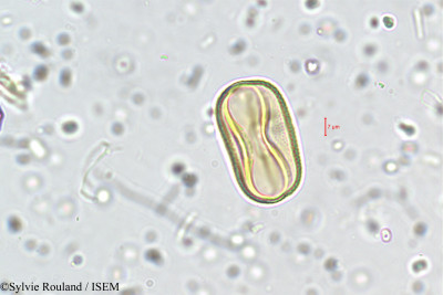 Trifolium repens - lame n° 5731