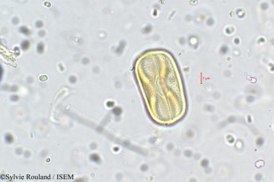 Trifolium repens - lame n° 5731