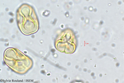 Trifolium repens - lame n° 5731