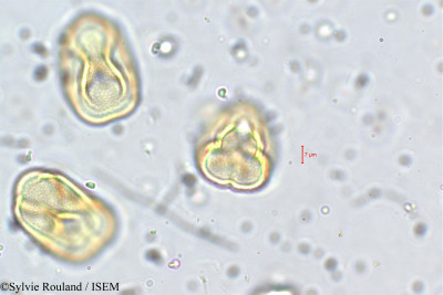 Trifolium repens - lame n° 5731