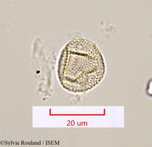 Sylvie.Rouland/Triglochin_striata_1420/Triglochin_striata_1420_0001(copy)_thumb.jpg