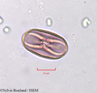 Sylvie.Rouland/Trigonella_anguina_751/Trigonella_anguina_751_0001(copy)_thumb.jpg