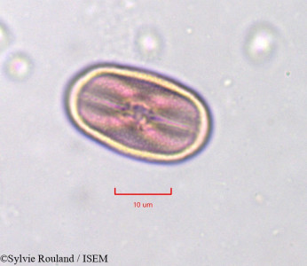 Trigonella anguina - lame n° 751