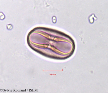 Trigonella anguina - lame n° 751