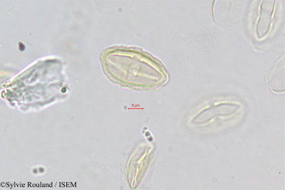 Sylvie.Rouland/Trinia_vulgaris_435/Trinia_vulgaris_435_0001(copy)_thumb.jpg