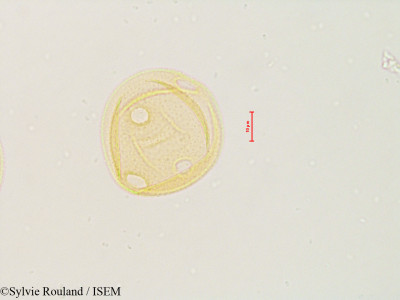Sylvie.Rouland/Triodanis_coloradoensis_4875/Triodanis_coloradoensis_4875_0001(copy)_thumb.jpg