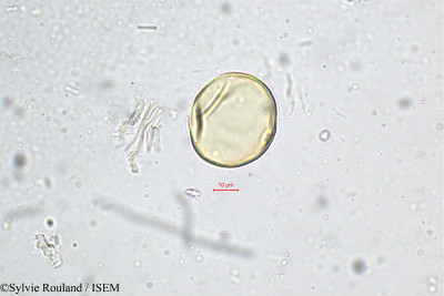 Sylvie.Rouland/Tripogon_bromoides_5169/Tripogon_bromoides_5169_0001(copy)_thumb.jpg