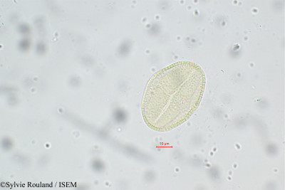 Sylvie.Rouland/Triumfetta_rhomboidea_18/Triumfetta_rhomboidea_18_0001(copy)_thumb.jpg