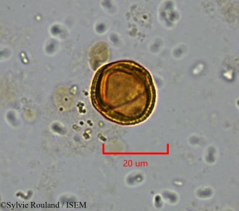 Trochodendron aralioides - lame n° 2195