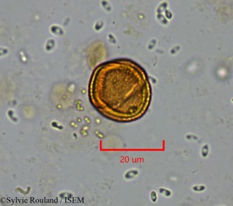 Trochodendron aralioides - lame n° 2195