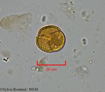 Trochodendron aralioides - lame n° 2195
