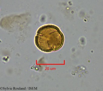 Trochodendron aralioides - lame n° 2195