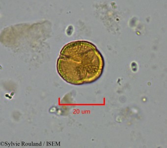 Trochodendron aralioides - lame n° 2195