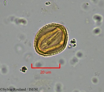 Trochodendron aralioides - lame n° 2195