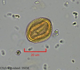 Trochodendron aralioides - lame n° 2195