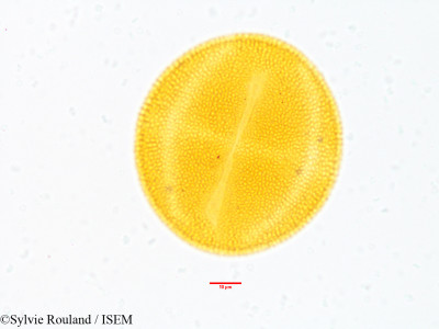 Sylvie.Rouland/Turnera_pinnatifida_3529/Turnera_pinnatifida_3529_0001(copy)_thumb.jpg