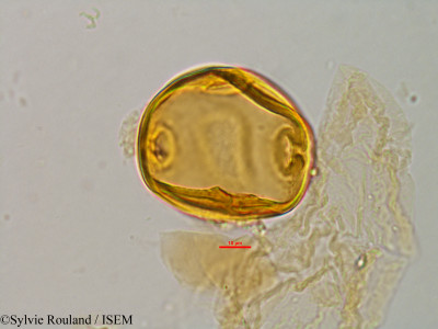 Sylvie.Rouland/Turraeanthus_africanus_7924/Turraeanthus_africanus_7924_0001(copy)_thumb.jpg