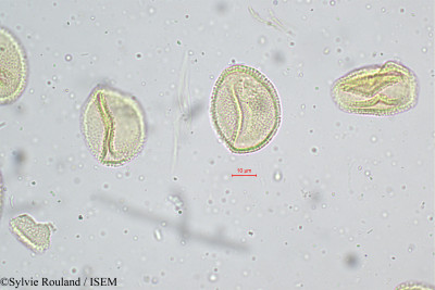 Sylvie.Rouland/Typha_angustata_5206/Typha_angustata_5206_0001(copy)_thumb.jpg