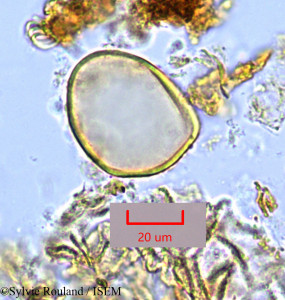 Sylvie.Rouland/Typhonodorum_lindleyanum_1114/Typhonodorum_lindleyanum_1114_0001(copy)_thumb.jpg