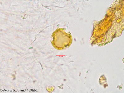 Sylvie.Rouland/Uapaca_thouarsii_33890/Uapaca_thouarsii_33890_0001(copy)_thumb.jpg