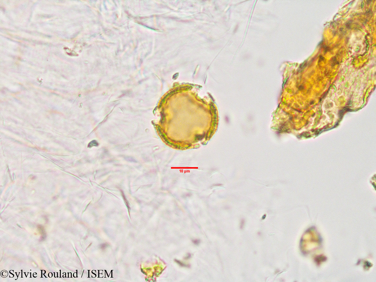 Sylvie.Rouland/Uapaca_thouarsii_33890/Uapaca_thouarsii_33890_0003(copy).jpg